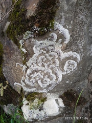 Menegazzia
