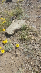 Chaetanthera chilensis