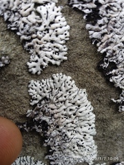 Menegazzia