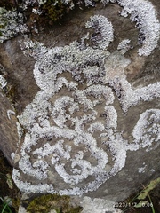 Menegazzia
