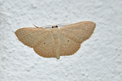Scopula optivata