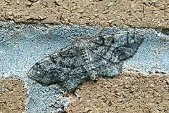 Hypagyrtis piniata