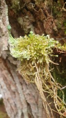 Ptychomnion aciculare