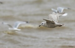 Larus glaucoides