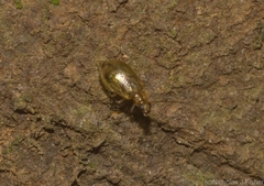 Monolepta