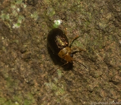 Eumolpinae