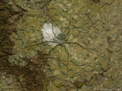 Tamopsis tweedensis