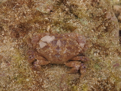 Zozymodes cavipes
