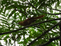 Anabacerthia lichtensteini