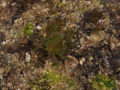 Menaethius monoceros