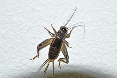 Teleogryllus commodus