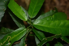 Carronia multisepalea