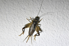 Teleogryllus commodus
