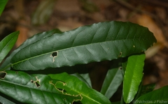 Carronia multisepalea