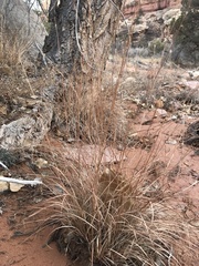 Schizachyrium scoparium