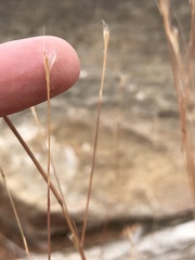 Schizachyrium scoparium