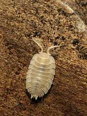 Lucasius andalusicus