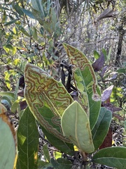Phyllocnistis magnoliella