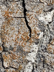 Athallia pyracea
