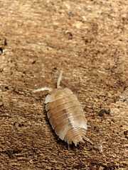 Lucasius andalusicus