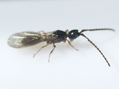 Psilus