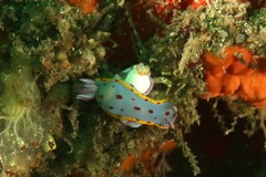 Hypselodoris bennetti