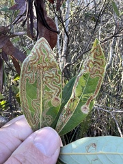 Phyllocnistis magnoliella