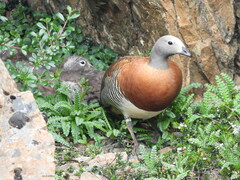 Chloephaga poliocephala