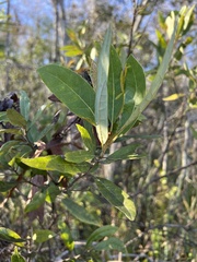 Phyllocnistis magnoliella