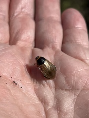 Pycnoscelus surinamensis