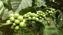 Coffea canephora