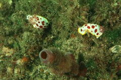 Goniobranchus splendidus