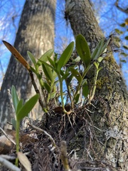 Epidendrum rigidum