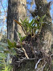 Epidendrum rigidum