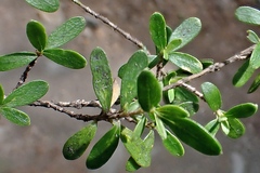 Pittosporum divaricatum