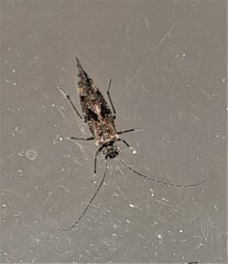 Nimbopsocus australis