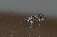 Nimbopsocus australis