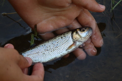 Semotilus corporalis