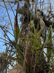 Epidendrum rigidum