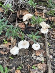 Marasmius albogriseus