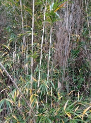 Pseudosasa japonica