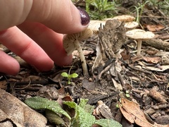Marasmius albogriseus