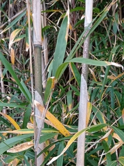Pseudosasa japonica