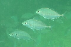 Pseudocaranx