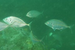 Pseudocaranx