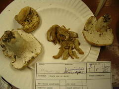 Hypomyces banningiae