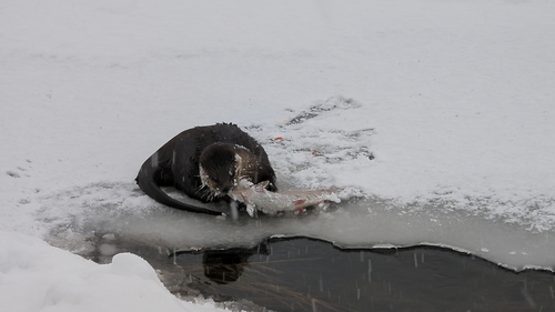 North American River Otter photographed in Alaska