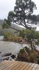 Athrotaxis cupressoides