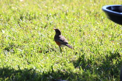 Turdus migratorius