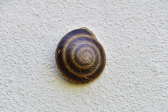 Caracolus marginella
